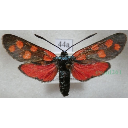 Zygaena transalpina (Esper, 1780) Kraśnik transalpejski Austria44a